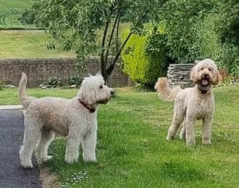 Annie Dee'S Guest Accommodation Ballygowan Luaran gambar
